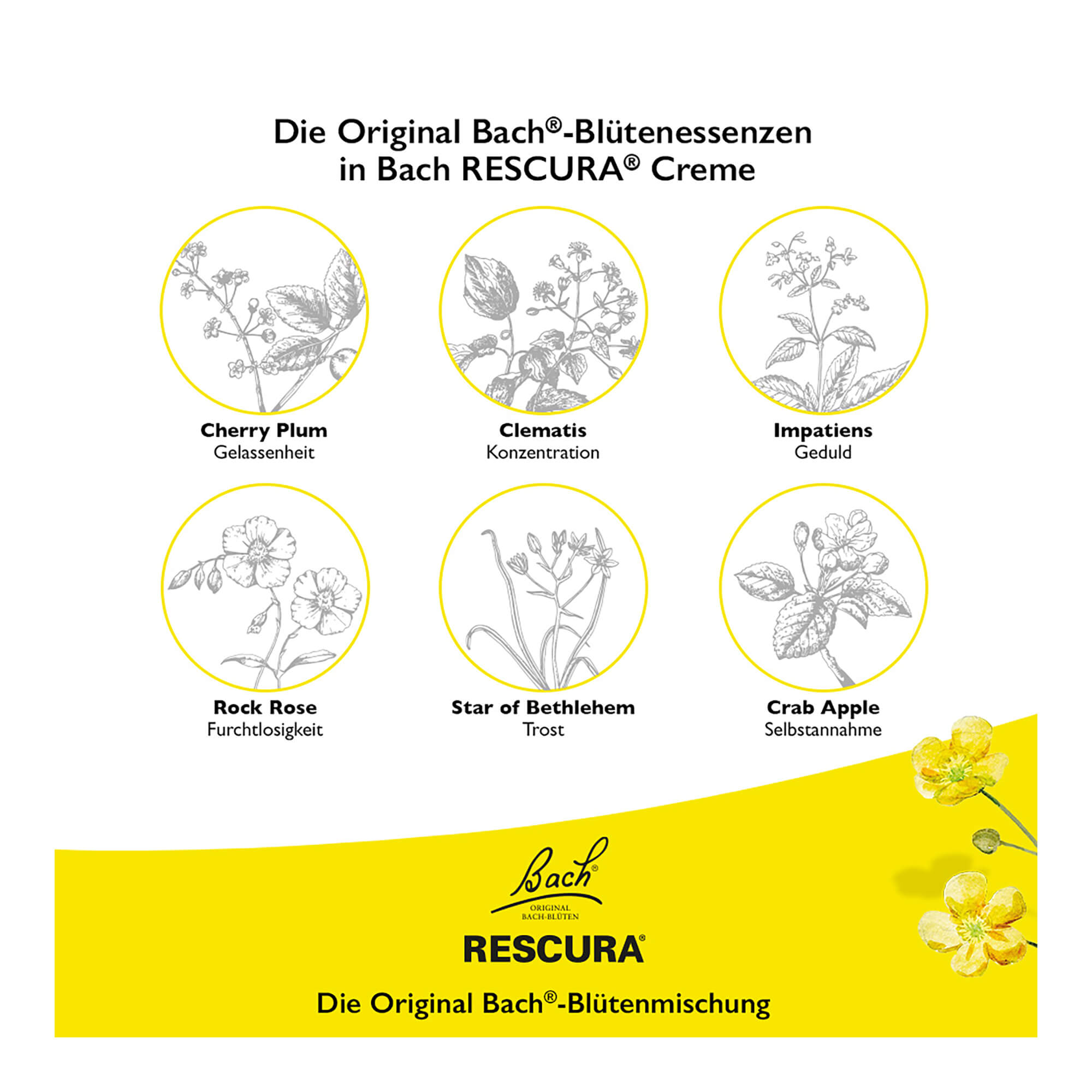Grafik Bachblüten Original Rescura Creme Blütenessenzen