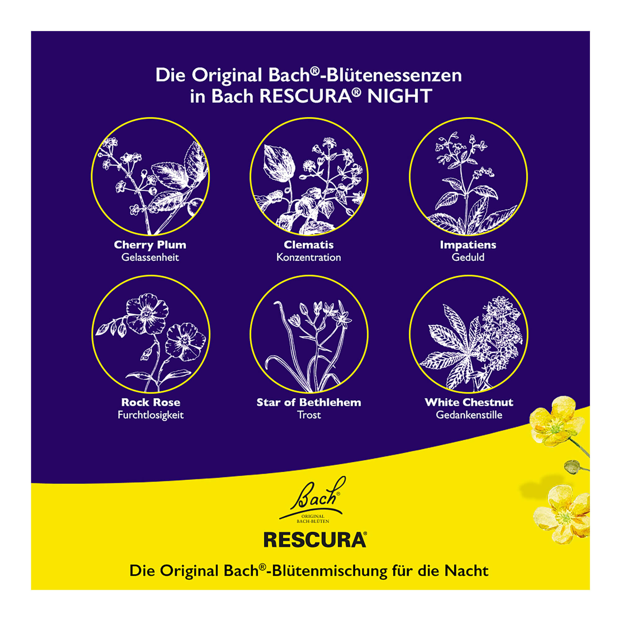 Grafik Bachblüten Original Rescura Night Tropfen mit Alkohol Blütenessenzen