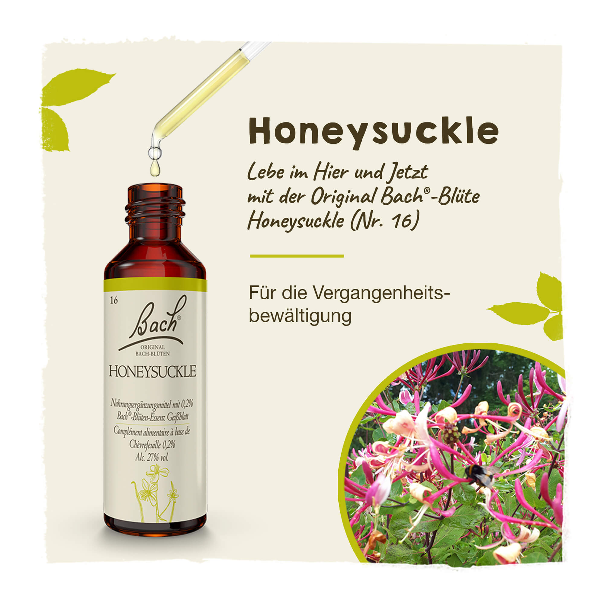 Bachblüte Honeysuckle Tropfen