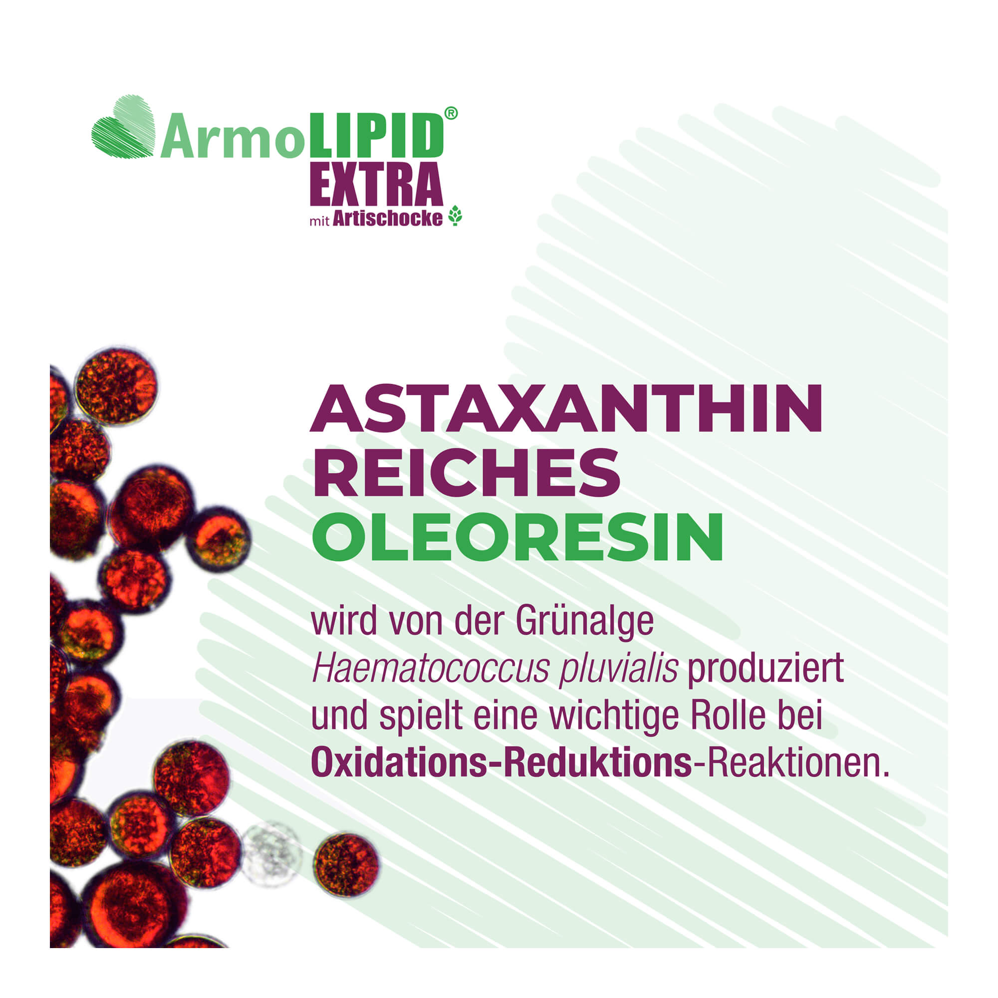 ArmoLIPID Extra Tabletten Astaxanthinreiches Oleoresin