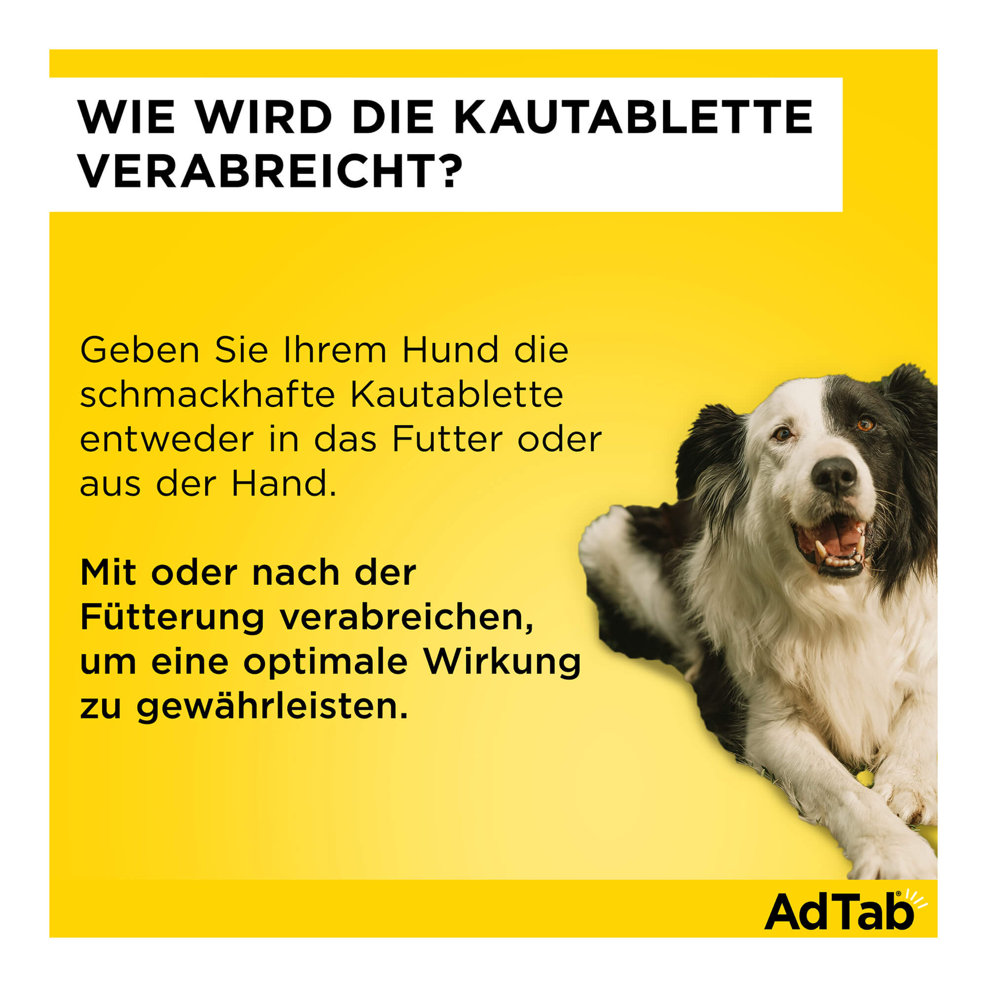 AdTab Kautabletten für Hunde Anwendung