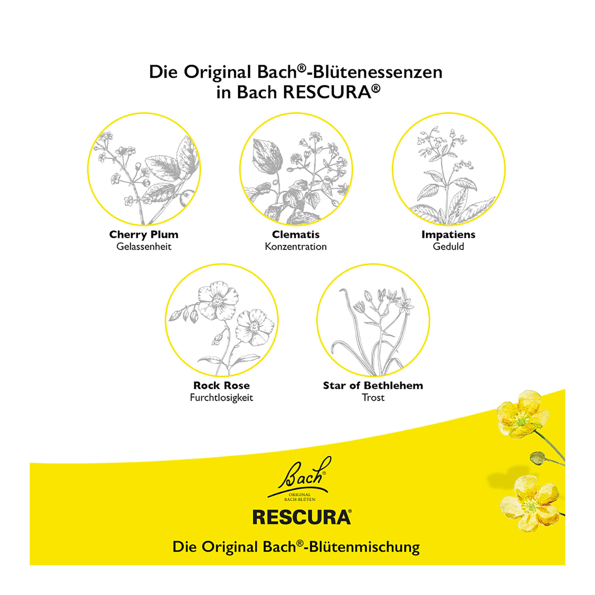 Grafik Bachblüten Original Rescura Tropfen alkoholfrei Blütenessenzen