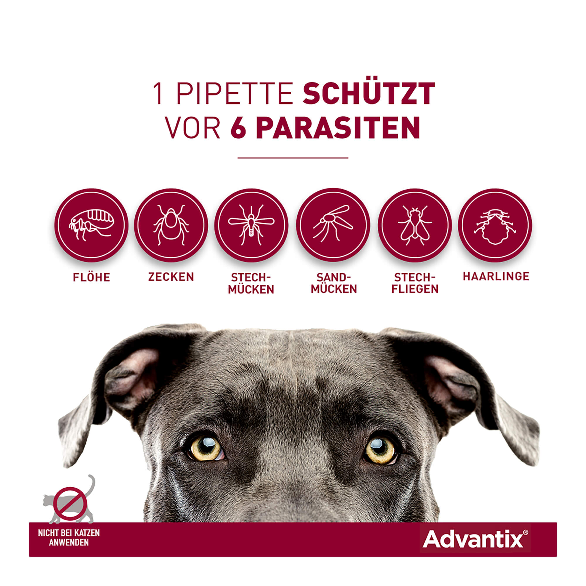 Advantix Spot-on Lösung für Hunde 10-25 kg Infografik