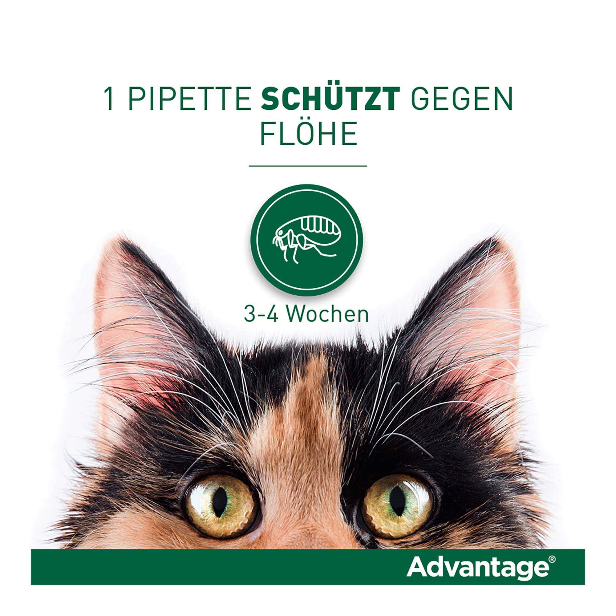Advantage 80 mg Katze + Zierkaninchen
