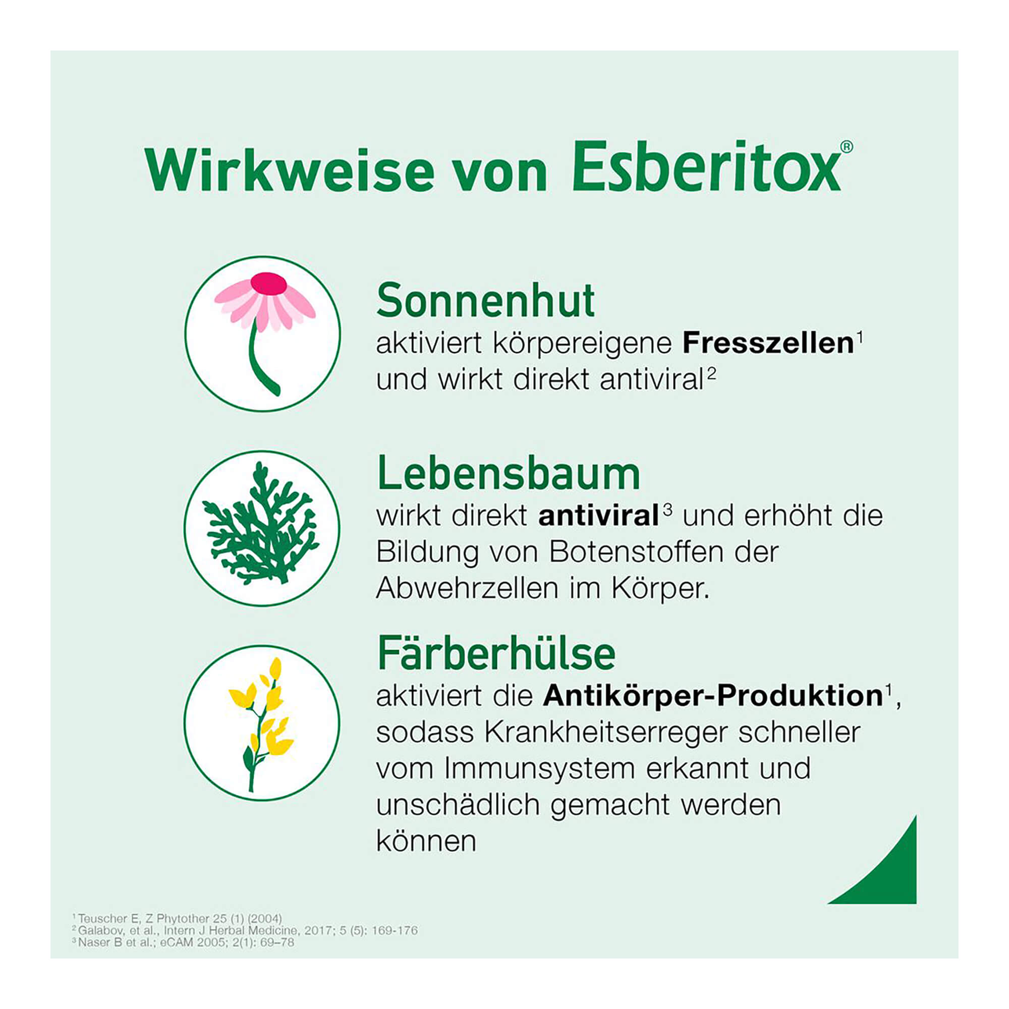 Grafik Esberitox Tabletten Wirkweise