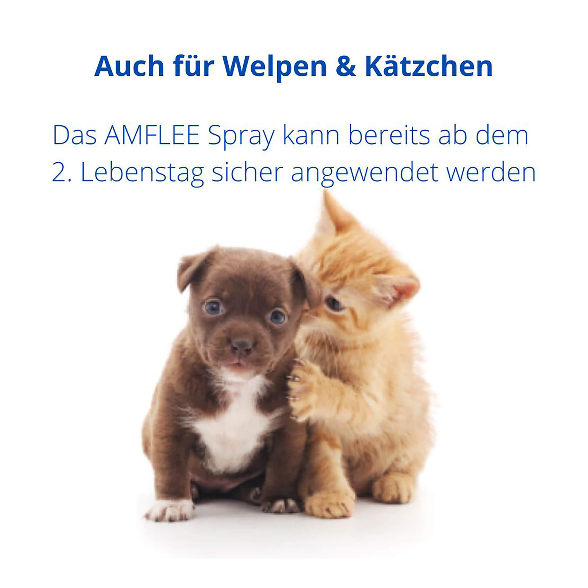 Amflee 2,5 mg/ml Spray Lösung für Katzen und Hunde